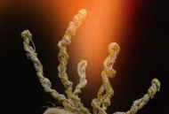 Северный олень – главное сокровище саамов