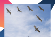 Журавли над Россией