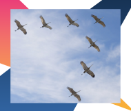 Журавли над Россией