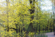 Рассказывает Наталия Энтелис: Год 1941